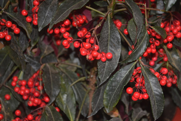 朱砂根怎么繁殖,主要有播种、扦插、压条三种方法