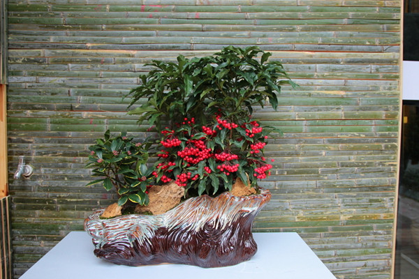 朱砂根怎么繁殖,主要有播种、扦插、压条三种方法