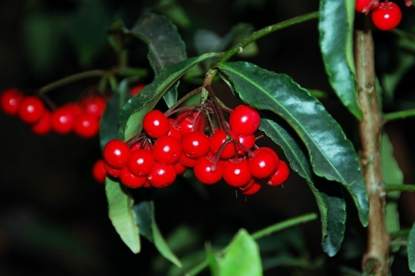 朱砂根怎么繁殖,主要有播种、扦插、压条三种方法