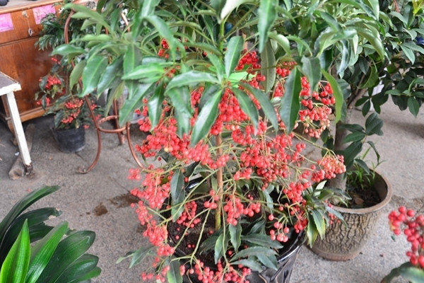 朱砂根怎么繁殖,主要有播种、扦插、压条三种方法