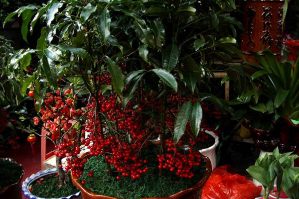 朱砂根怎么繁殖,主要有播种、扦插、压条三种方法