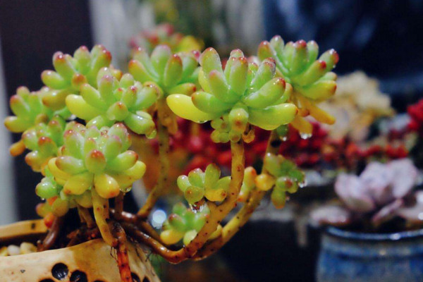 乙女心的砍头繁殖方法,春秋季进行繁殖成活率最高