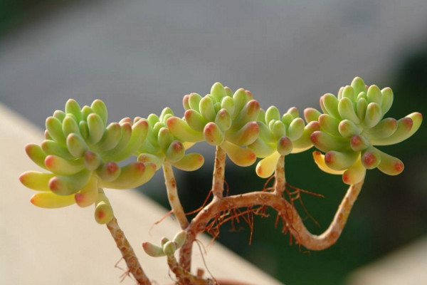 乙女心的砍头繁殖方法,春秋季进行繁殖成活率最高