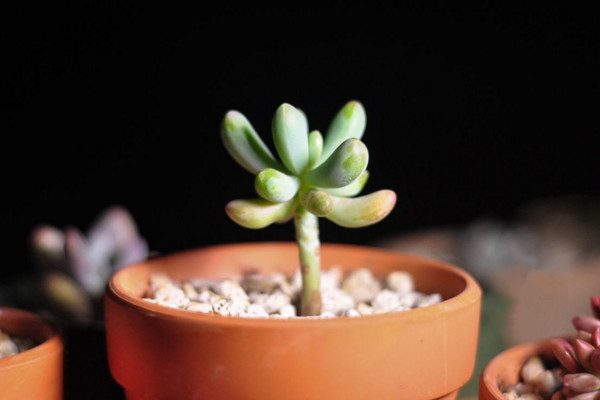 乙女心的砍头繁殖方法,春秋季进行繁殖成活率最高