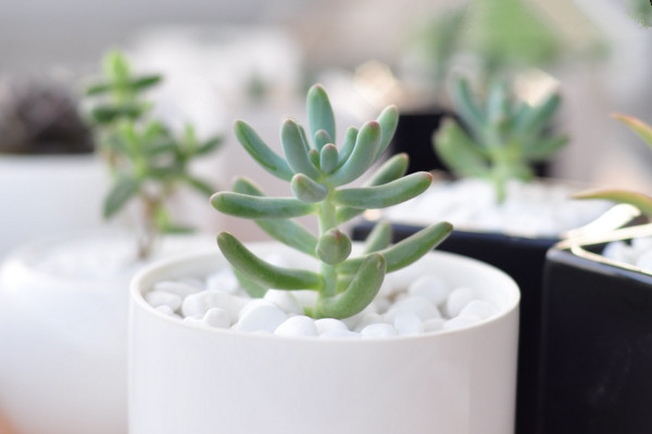 乙女心的砍头繁殖方法,春秋季进行繁殖成活率最高