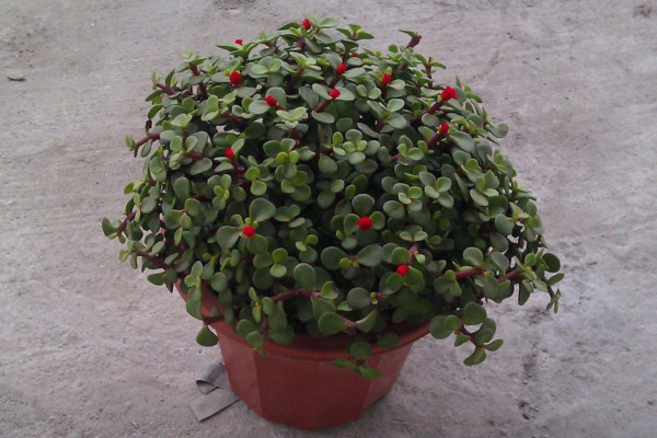 金枝玉叶怎么养才爆盆,保证充足的光照以及肥水