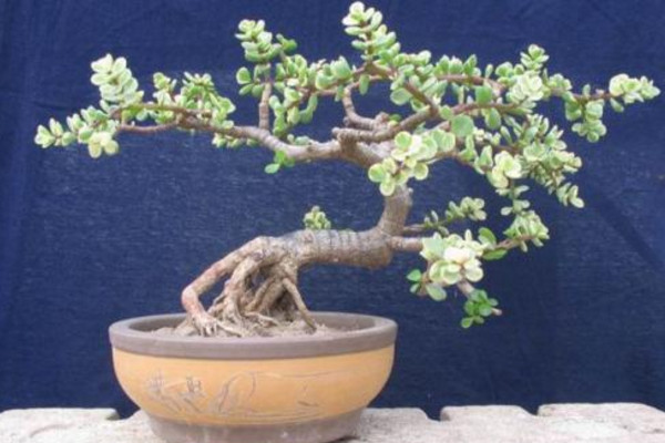 金枝玉叶怎么养才爆盆,保证充足的光照以及肥水