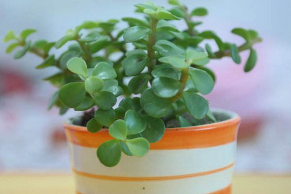 金枝玉叶怎么养才爆盆,保证充足的光照以及肥水