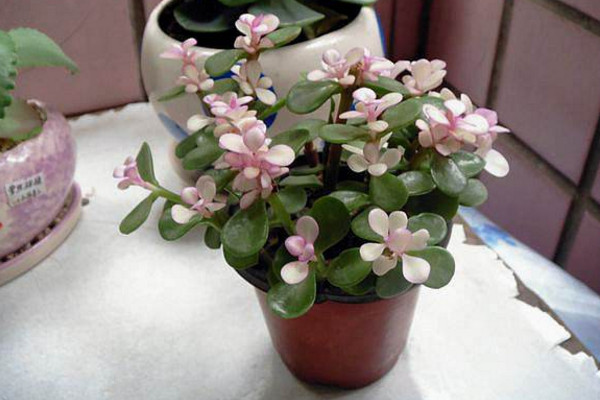 金枝玉叶怎么养才爆盆,保证充足的光照以及肥水