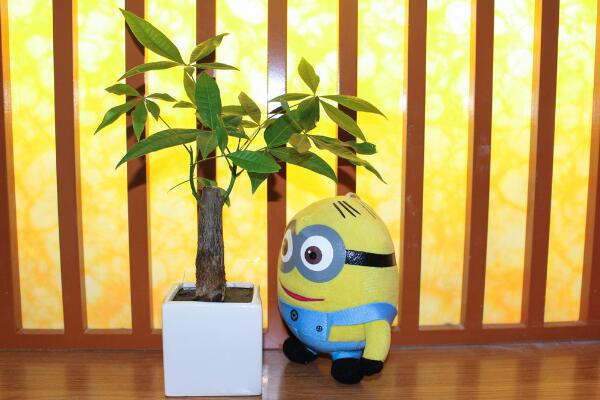 转运树叶子发黄怎么办,更换土壤并控制光照