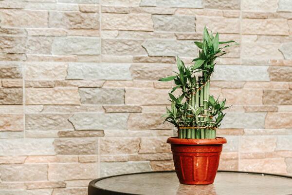 转运树叶子发黄怎么办,更换土壤并控制光照