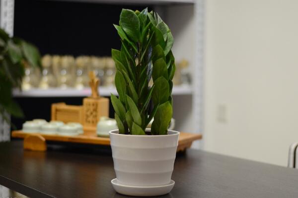 转运树叶子发黄怎么办,更换土壤并控制光照