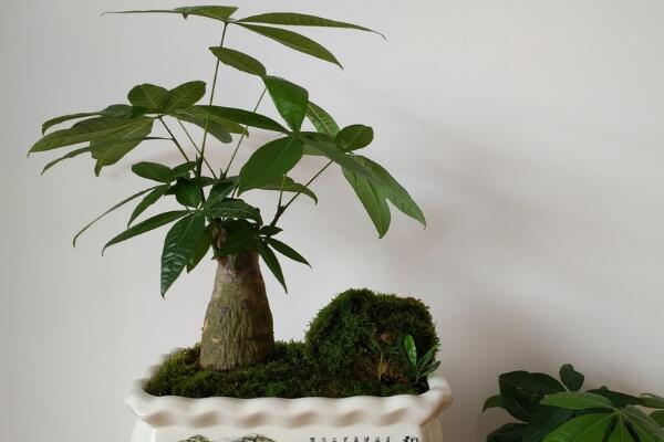 转运树叶子发黄怎么办,更换土壤并控制光照