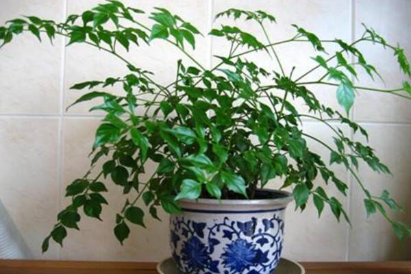 转运树叶子发黄怎么办,更换土壤并控制光照