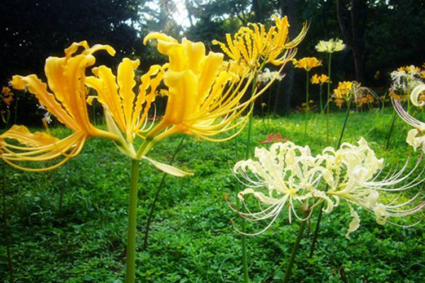 忽地笑怎么养,保证光照、水分充裕