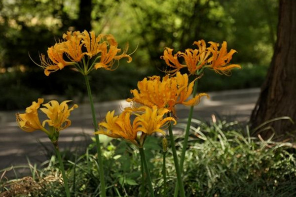 忽地笑怎么养,保证光照、水分充裕