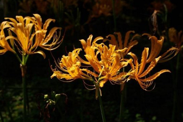 忽地笑怎么养,保证光照、水分充裕