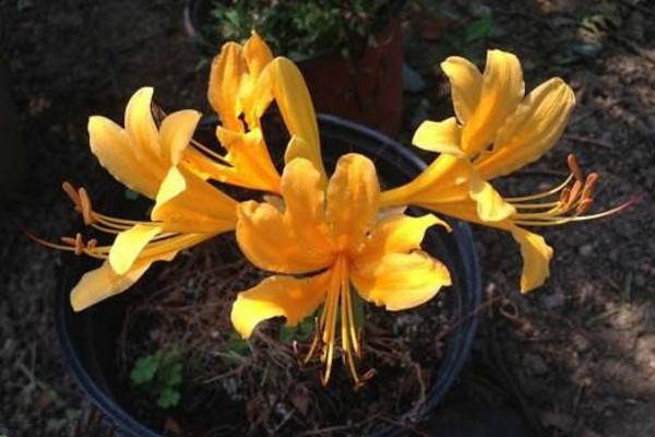 忽地笑怎么养,保证光照、水分充裕