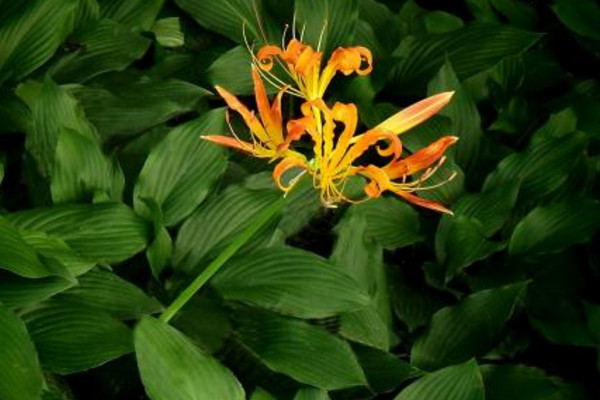 忽地笑怎么养,保证光照、水分充裕