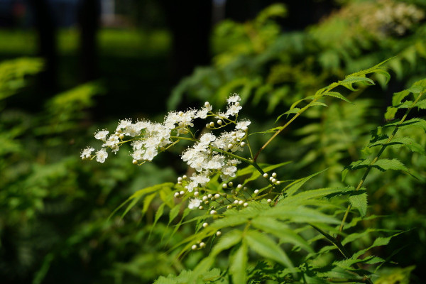 珍珠梅盆景怎么养,5步教你养好珍珠梅