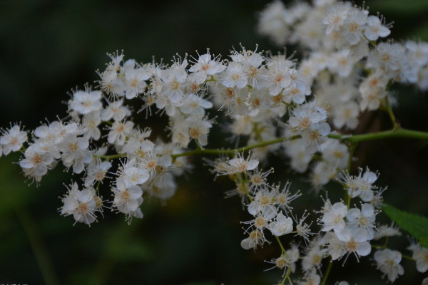 珍珠梅盆景怎么养,5步教你养好珍珠梅