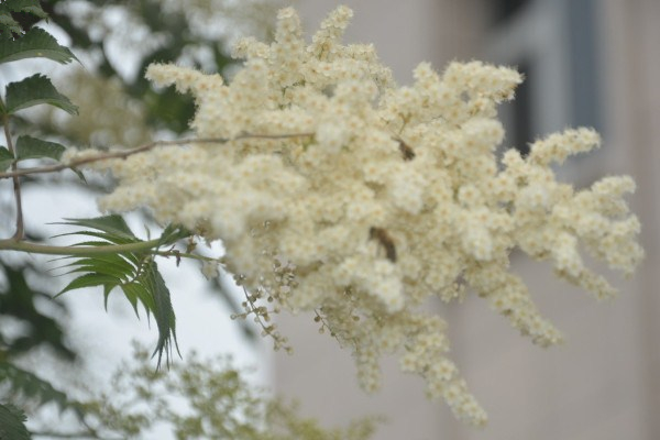 珍珠梅盆景怎么养,5步教你养好珍珠梅