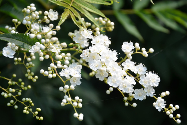 珍珠梅盆景怎么养,5步教你养好珍珠梅