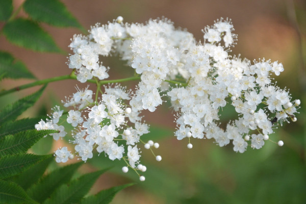 珍珠梅盆景怎么养,5步教你养好珍珠梅