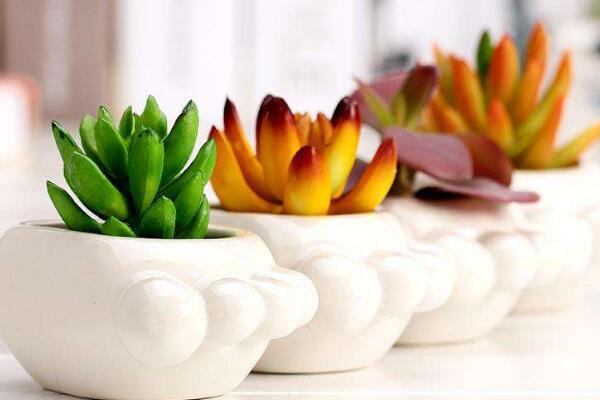 多肉晒伤怎么办,及时做好遮阴措施