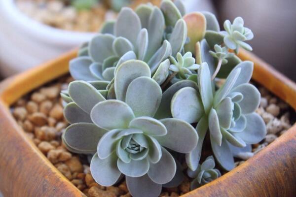 多肉晒伤怎么办,及时做好遮阴措施