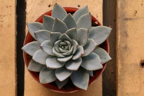 多肉晒伤怎么办,及时做好遮阴措施