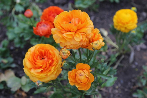 花毛茛开花后怎么养，采集根块继续繁殖