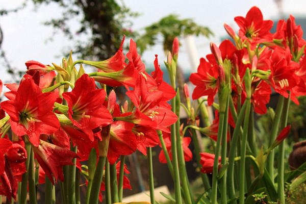 朱顶红冬季怎么养,叶子枯萎后需要及时修剪