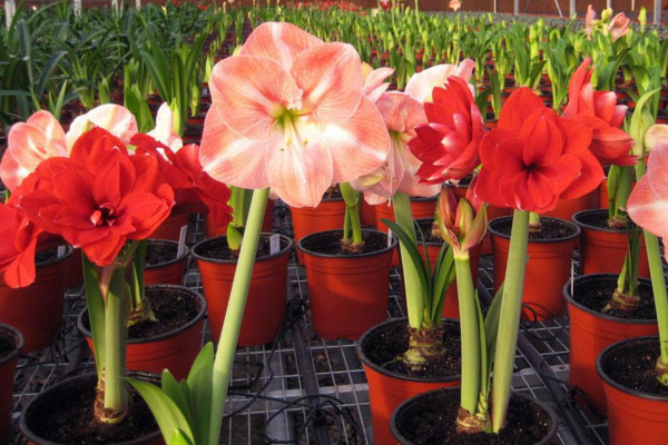 朱顶红冬季怎么养,叶子枯萎后需要及时修剪