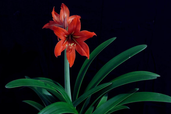 朱顶红冬季怎么养,叶子枯萎后需要及时修剪