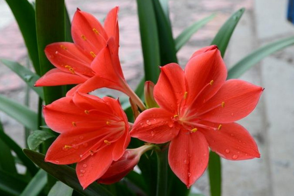 朱顶红冬季怎么养,叶子枯萎后需要及时修剪