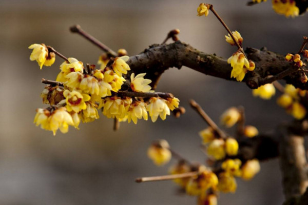 腊梅为什么不开花,可能是因为光照、养分不足