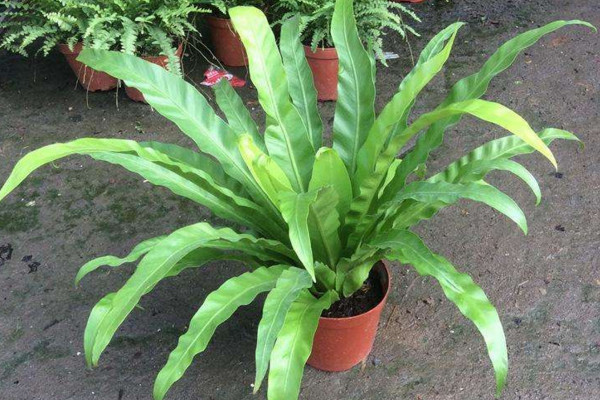 鸟巢蕨的养殖方法和注意事项,保证土壤适宜并及时换土