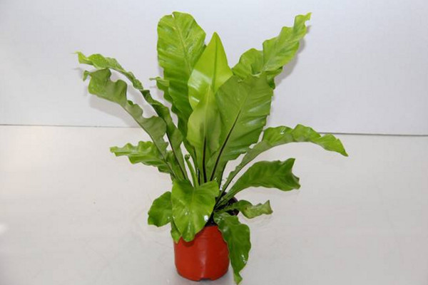 鸟巢蕨的养殖方法和注意事项,保证土壤适宜并及时换土