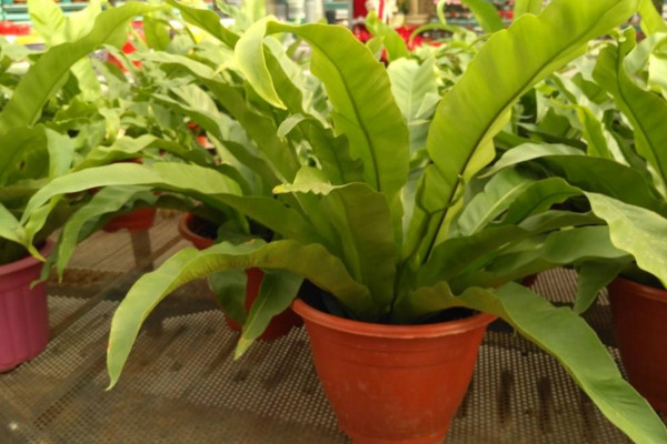 鸟巢蕨的养殖方法和注意事项,保证土壤适宜并及时换土