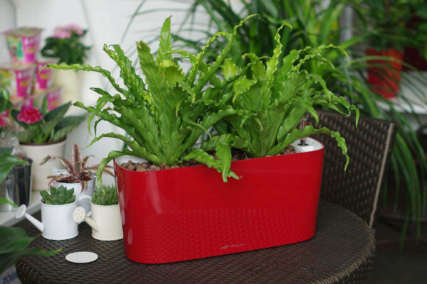 鸟巢蕨的养殖方法和注意事项,保证土壤适宜并及时换土