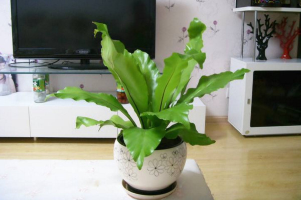 鸟巢蕨的养殖方法和注意事项,保证土壤适宜并及时换土