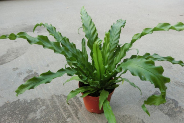 鸟巢蕨的养殖方法和注意事项,保证土壤适宜并及时换土