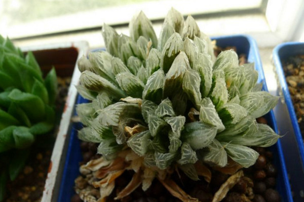 玉露干瘪了怎么恢复,干瘪原因以及解决方法详解