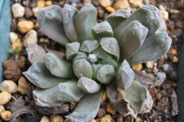 玉露干瘪了怎么恢复,干瘪原因以及解决方法详解