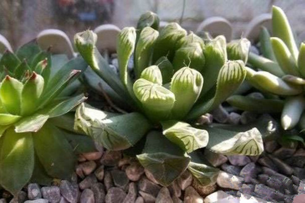 玉露干瘪了怎么恢复,干瘪原因以及解决方法详解