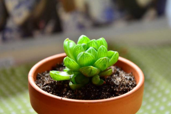 玉露干瘪了怎么恢复,干瘪原因以及解决方法详解