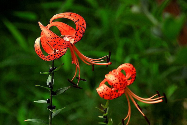 卷丹百合怎么养,分享卷丹百合养殖5大要点