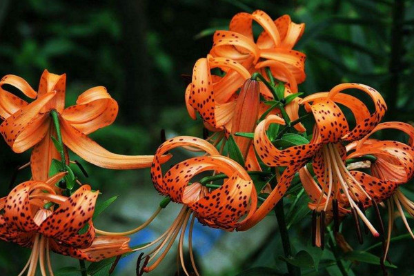 卷丹百合怎么养,分享卷丹百合养殖5大要点