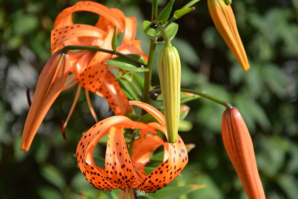 卷丹百合怎么养,分享卷丹百合养殖5大要点